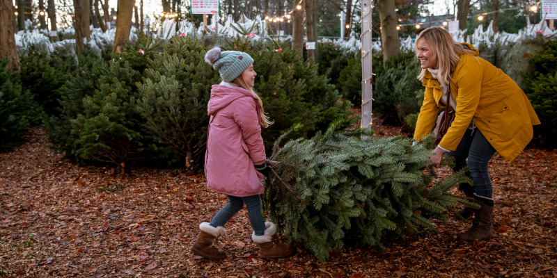 Christmas Tree Farm in Lenoir, North Carolina